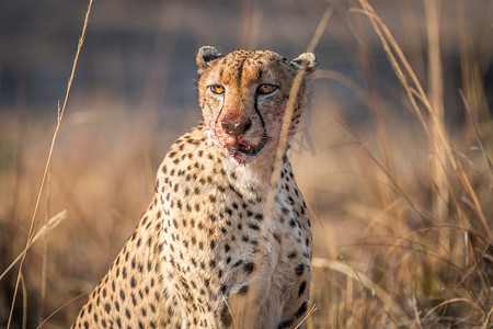 血迹摄影照片_主角是克鲁格号里满脸血迹的猎豹。