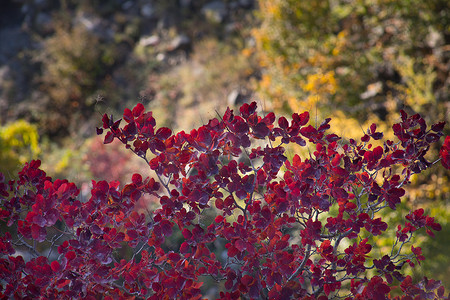 红色和橙色的秋叶背景。