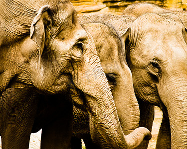 大象头靠在一起