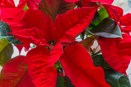 宏观特写中的红色圣诞星花，一种装饰性和传统的圣诞植物