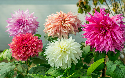 粉红色、白色和红色的古尔达瓦里花卉植物，一种多年生草本喜阳植物，在早春至夏末开花。