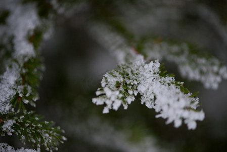 圣诞树木摄影照片_圣诞常青松树覆盖着新鲜的雪