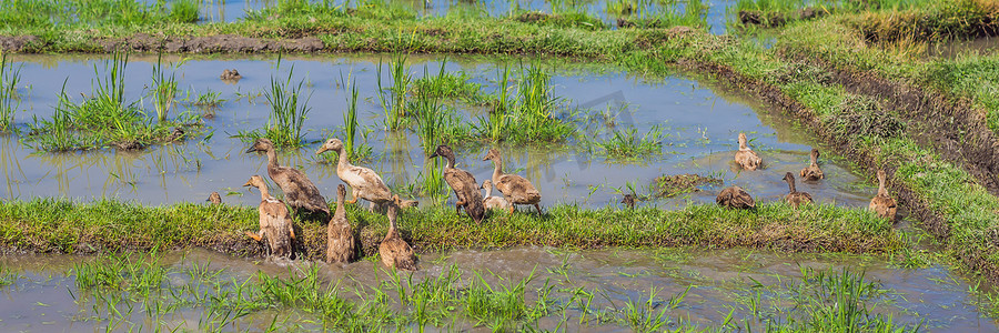 稻田上的鸭子，乡村景观，印度尼西亚巴厘岛 BANNER，LONG FORMAT