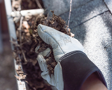 石棉摄影照片_在美国，戴手套的特写手清理阴沟里的干树叶