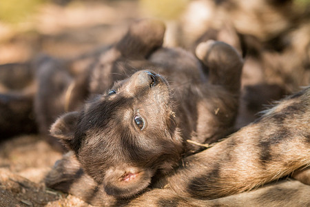 克鲁格国家公园的斑点鬣狗幼崽。