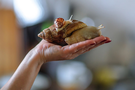 蜗牛黄鹏鸟摄影照片_在女人手上的大棕色蜗牛 Achatina。