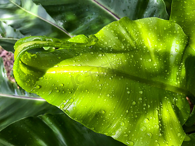 金水滴摄影照片_雨滴，水滴在鸟巢绿叶上