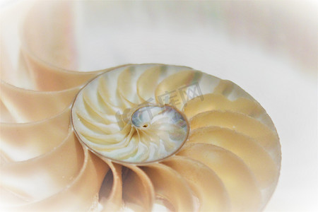 鹦鹉螺贝壳横截面的斐波那契模式