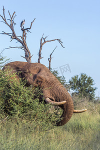 斯威士兰赫兰皇家国家公园的非洲丛林象