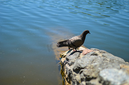 鸽子站在河边的石地上，水背景模糊