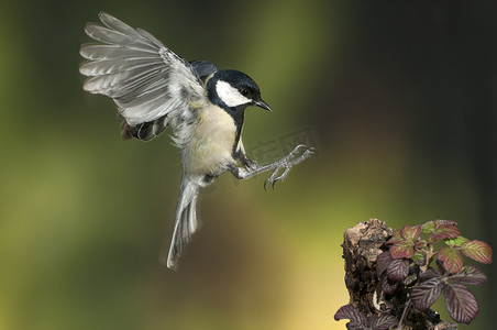 大山雀（Parus Major）。