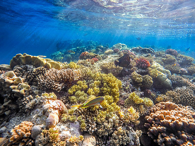 游泳线条摄影照片_红海的珊瑚和鱼类。