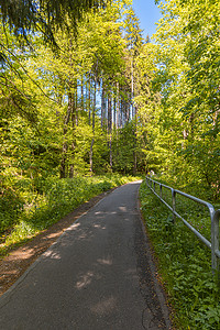 森林中长长的小路，在高高的细树前的悬崖上环绕着金属栏杆