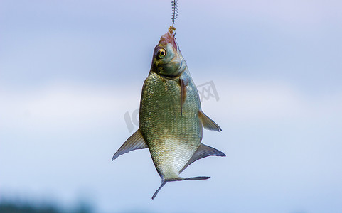 挂在钓鱼钩上的鱼特写。