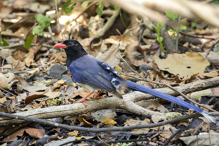 红嘴蓝鹊鸟在自然背景下的树枝上的图像。