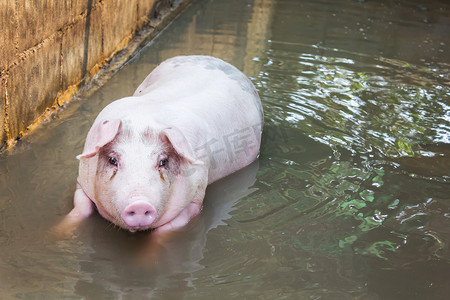 大猪摄影照片_一只大猪在水中玩耍，猪在霍芬的水中
