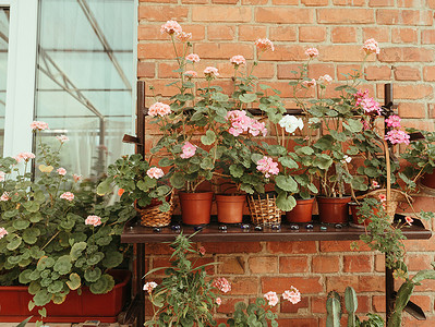 藤蔓植物花卉摄影照片_水阳台上的花盆里有红色和粉红色的玫瑰，有藤蔓枝条。