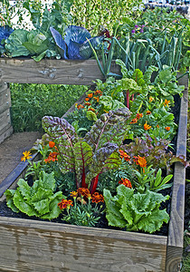 城市花园中的蔬菜和花卉高架床