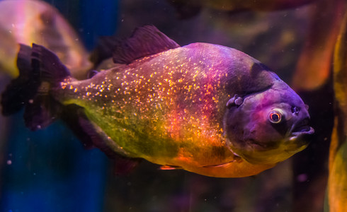 红腹食人鱼，一种色彩缤纷的鱼，有金色闪光的鳞片，来自南美洲亚马逊盆地的热带鱼