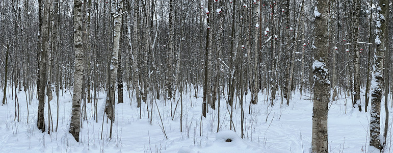 白雪覆盖的空旷森林、黑白白桦树干和其他树木的全景图像，公园里没有人，和平与安宁