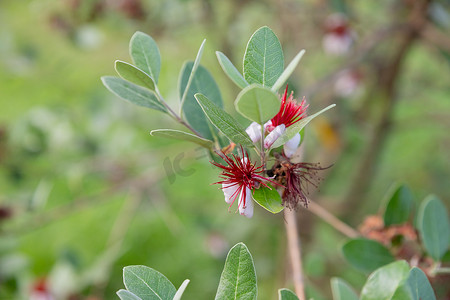 绿色藤蔓花摄影照片_桃红色和绿色爬行物猕猴桃的花，俗称杂色叶耐寒猕猴桃，落叶木本藤蔓的一种。小猕猴桃果实的花和叶