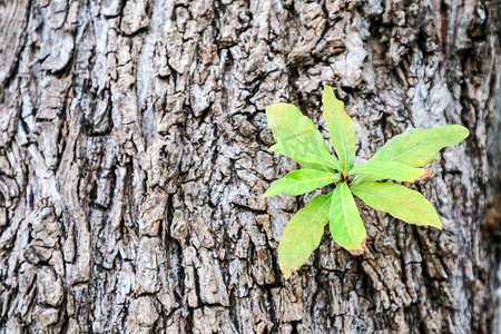 生存新植物在裂纹体木材纹理上诞生