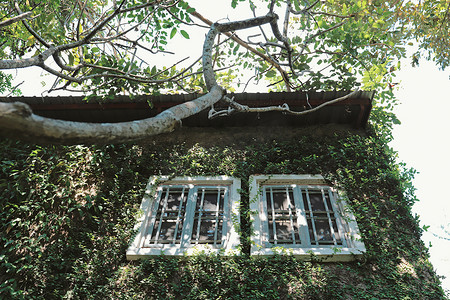 有窗背景摄影照片_老建筑上的绿色常春藤墙植物，有窗，春苏