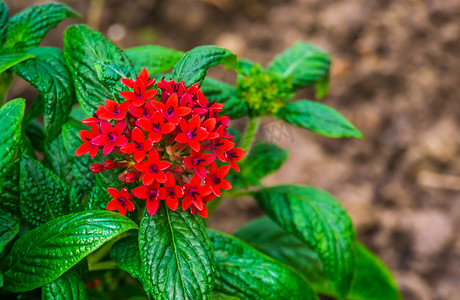 五角星植物上红色簇状花朵的宏观特写，来自非洲的流行热带植物，观赏花园植物，自然背景