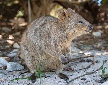 罗特内斯特岛摄影照片_澳大利亚野生动物