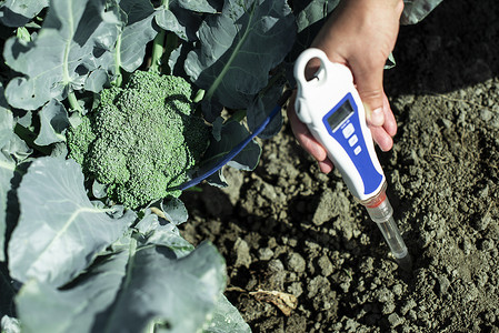 湿度传感器摄影照片_农艺师测量西兰花种植园的土壤。
