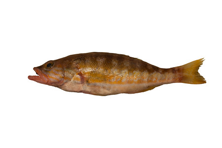 新鲜捕获的精梳鱼 Serranus cabrilla 隔离在白色背景上