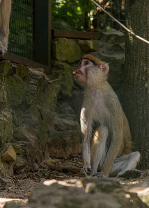 棕猴灵长类动物坐在笼子里吃