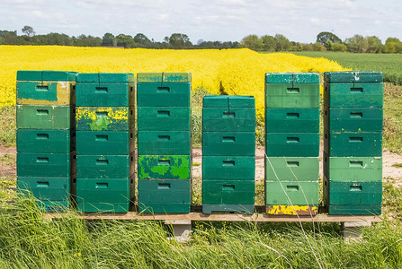 油菜花蜜摄影照片_德国北部油菜田里的许多绿色蜂箱。