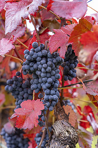 捷克语摄影照片_捷克共和国南摩拉维亚秋季葡萄园中的蓝色葡萄 Alibernet