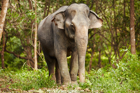 大象站立-泰国。