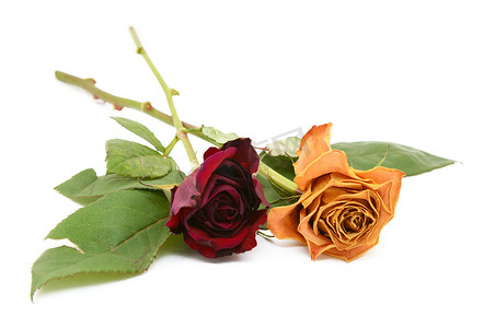 两朵玫瑰茎与垂死的花朵