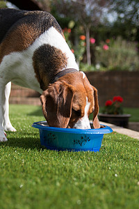 比格犬从蓝色碗里吃东西