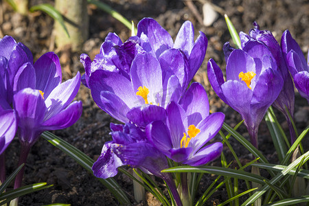 花园里紫色古柯斯花的特写