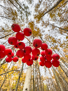 秋季公园、黄叶和黑树枝背景下树枝上红色罗文浆果的特写