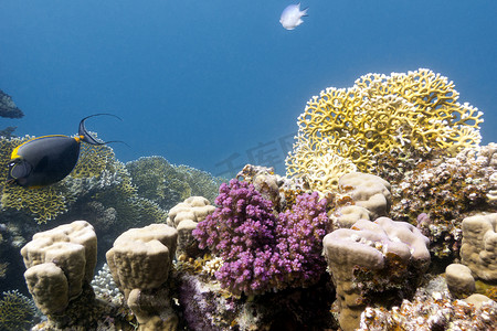 报宋简唐诗宋词摄影照片_蓝色水背景热带海底有硬珊瑚和火珊瑚的珊瑚礁