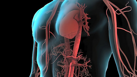 血液系统摄影照片_人体、心脏和血管系统。
