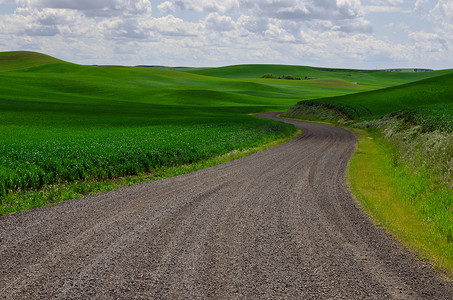 路特斯摄影照片_美国华盛顿惠特曼县普尔曼附近优雅弯曲的乡村道路和绿色麦田