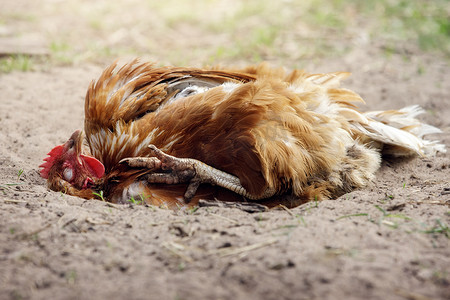 一只自由快乐的棕色小鸡沐浴在尘土中