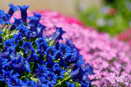 春天花园中的喇叭龙胆蓝花