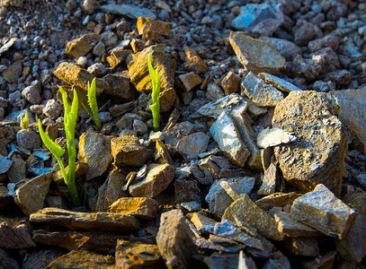 发芽的小树苗摄影照片_牵牛花的花蕾在石丘上发芽