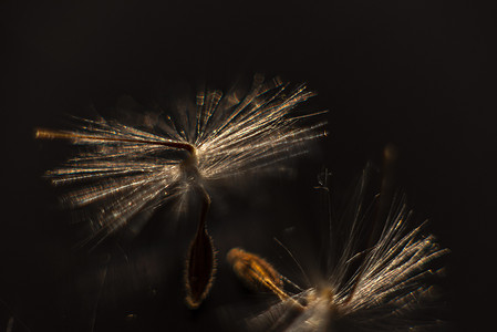 灯火通明的天竺葵种子，长着蓬松的毛发和螺旋状的身体，倒映在黑色有机玻璃中。