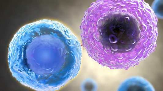 B 细胞和 T 细胞受体识别抗原