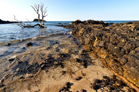印度和岩石中的死树安迪拉纳海滩海藻
