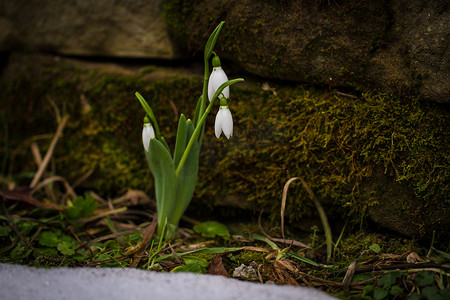 春天的花朵雪花莲 (Galanthus nivalis) 从森林的雪中绽放