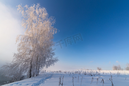 冬阳摄影照片_早晨雾蒙蒙的冬河边，阳光照在霜冻的桦树后面 — 水平框架